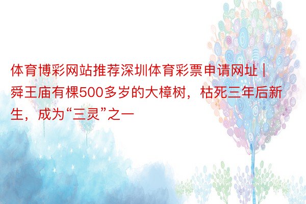 体育博彩网站推荐深圳体育彩票申请网址 | 舜王庙有棵500多岁的大樟树，枯死三年后新生，成为“三灵”之一